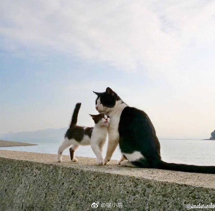 大猫带小猫闯荡世界看着好有爱zt