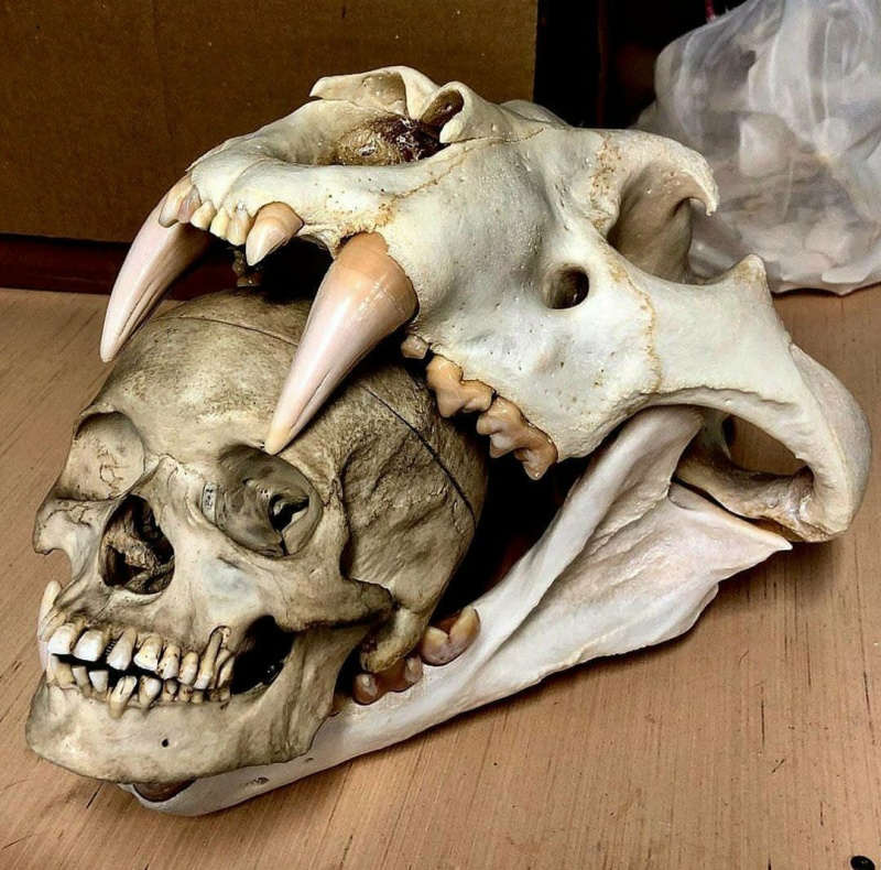 老虎与人类头骨的对比. zt