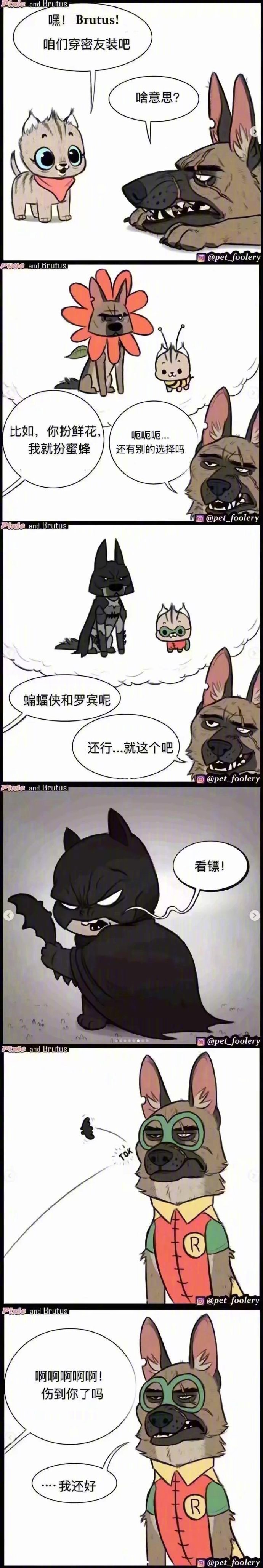 退役军犬和小猫咪的日常漫画 最后一张据说是原型 这波什么水平zt 啥破图都有 虎扑社区