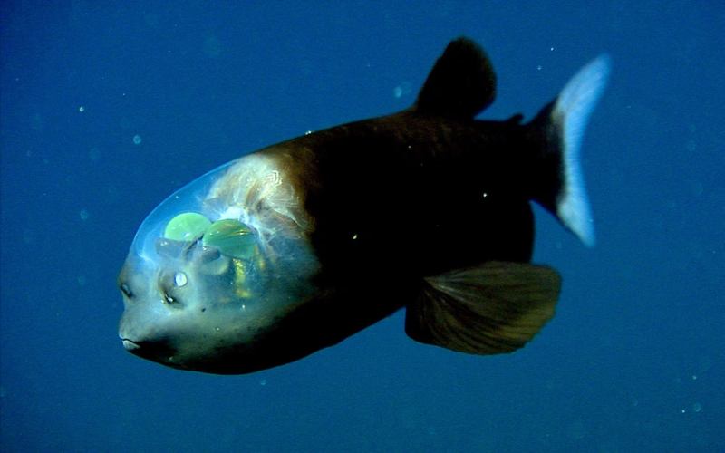 深海中的活體潛艇——大鰭後肛魚,腦袋透明的 zt