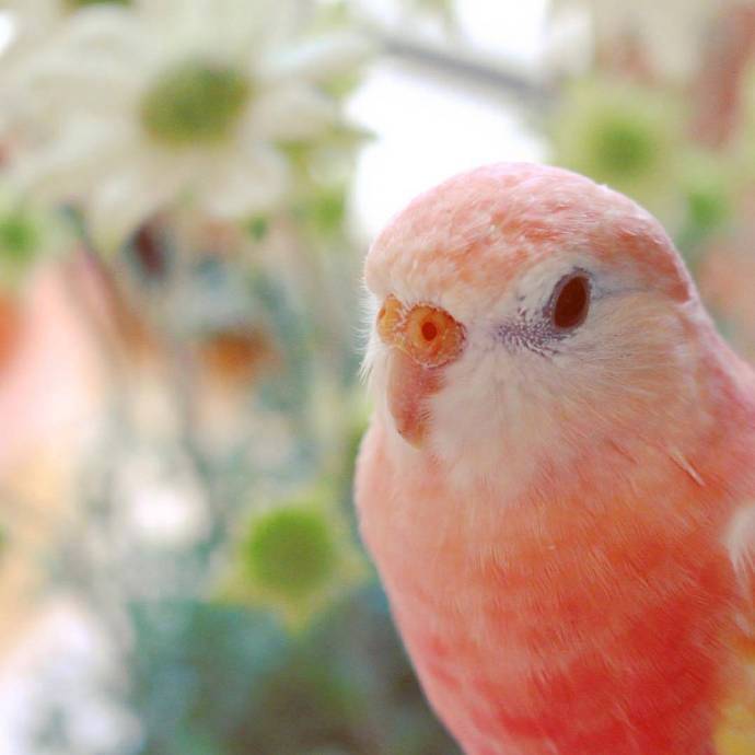 可爱的水蜜桃味的秋草鹦鹉隔着屏幕都想咬一口zt