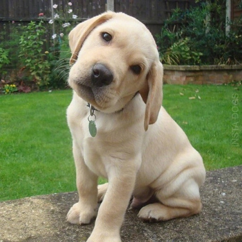 一组傻里傻气的歪脖杀,呆萌呆萌的…… zt