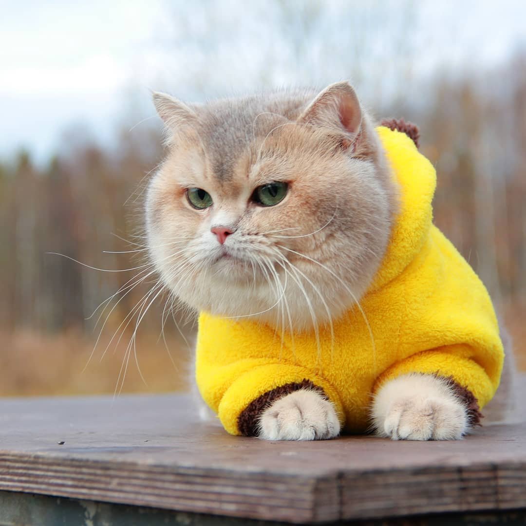 圆滚滚的脸盘zt