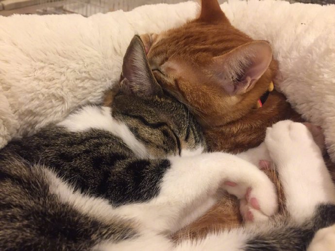 猫咪抱在一起睡觉画面疗愈不zt