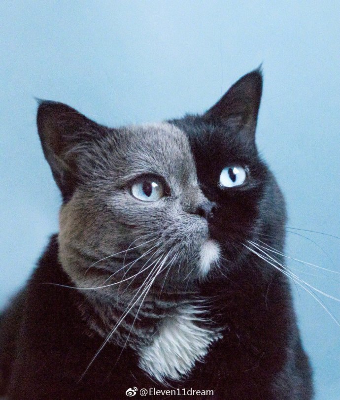 法国双面猫narnia zt