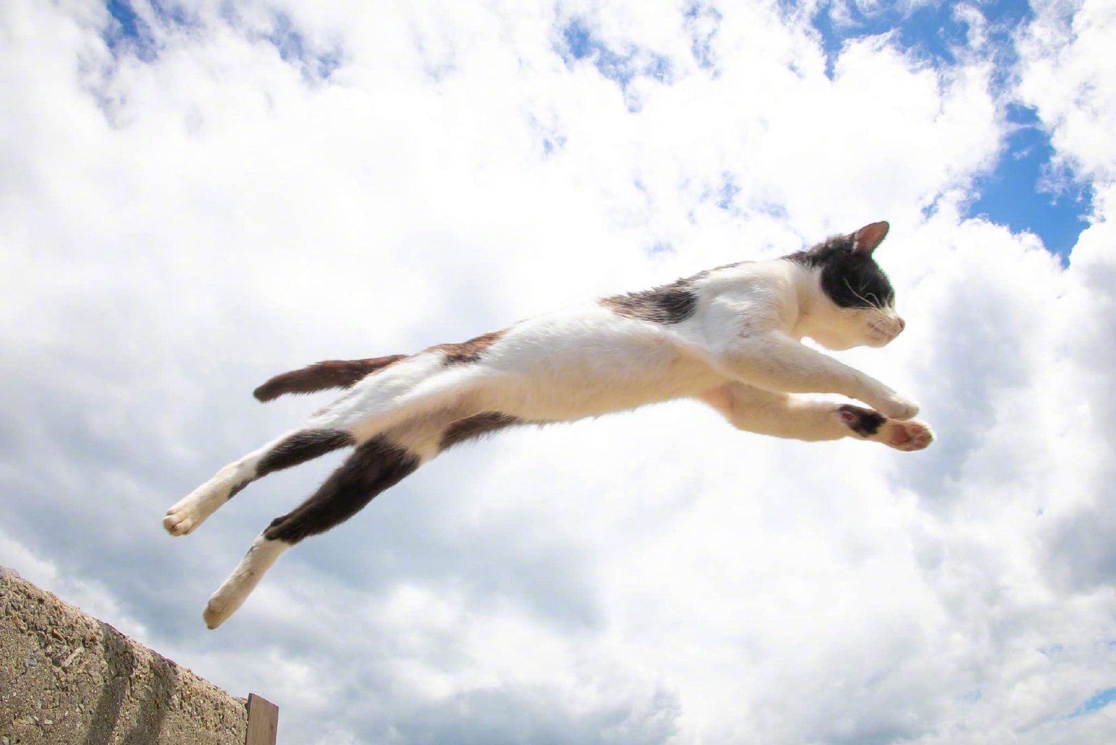 飞跃中的猫咪感觉跳的很远的样子zt