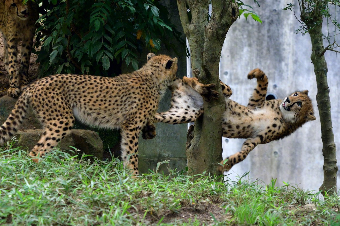 動物園的一隻獵豹,玩耍時把自己卡在了樹上 zt