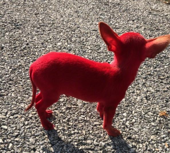 吉娃娃被染成了非常鲜艳怪异的大红色zt