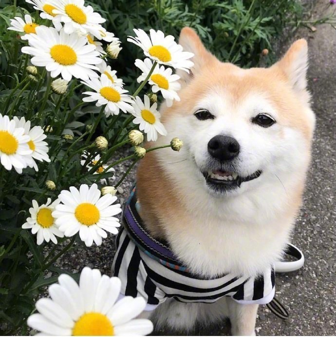 柴犬笑一笑,就没什么大不了的! zt