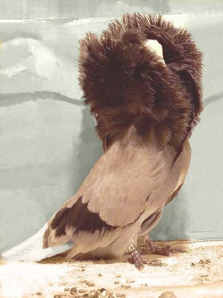 雅各宾鸽世界上最时尚最有名媛范的鸽子zt