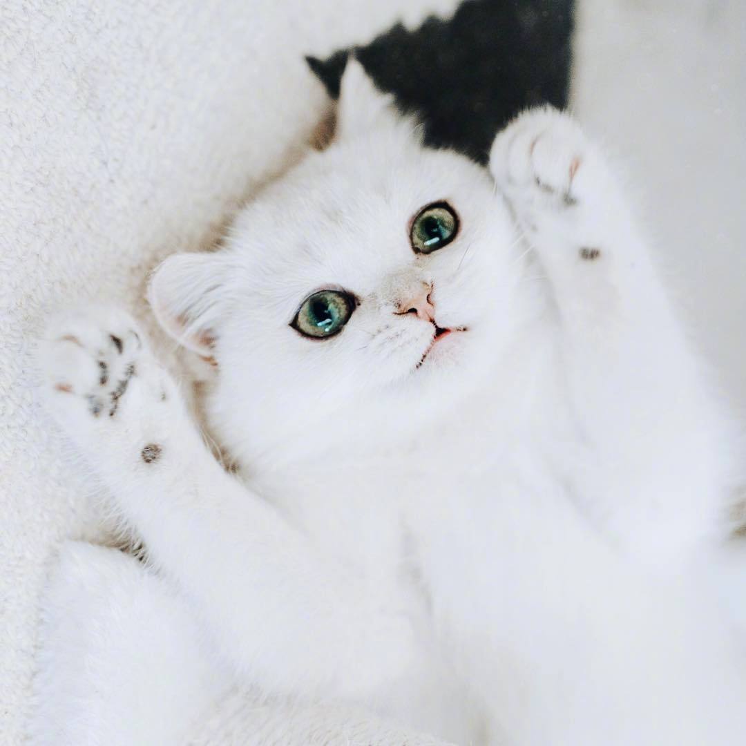 自带眼线的小白猫这么可爱的小眼神谁顶得住啊zt