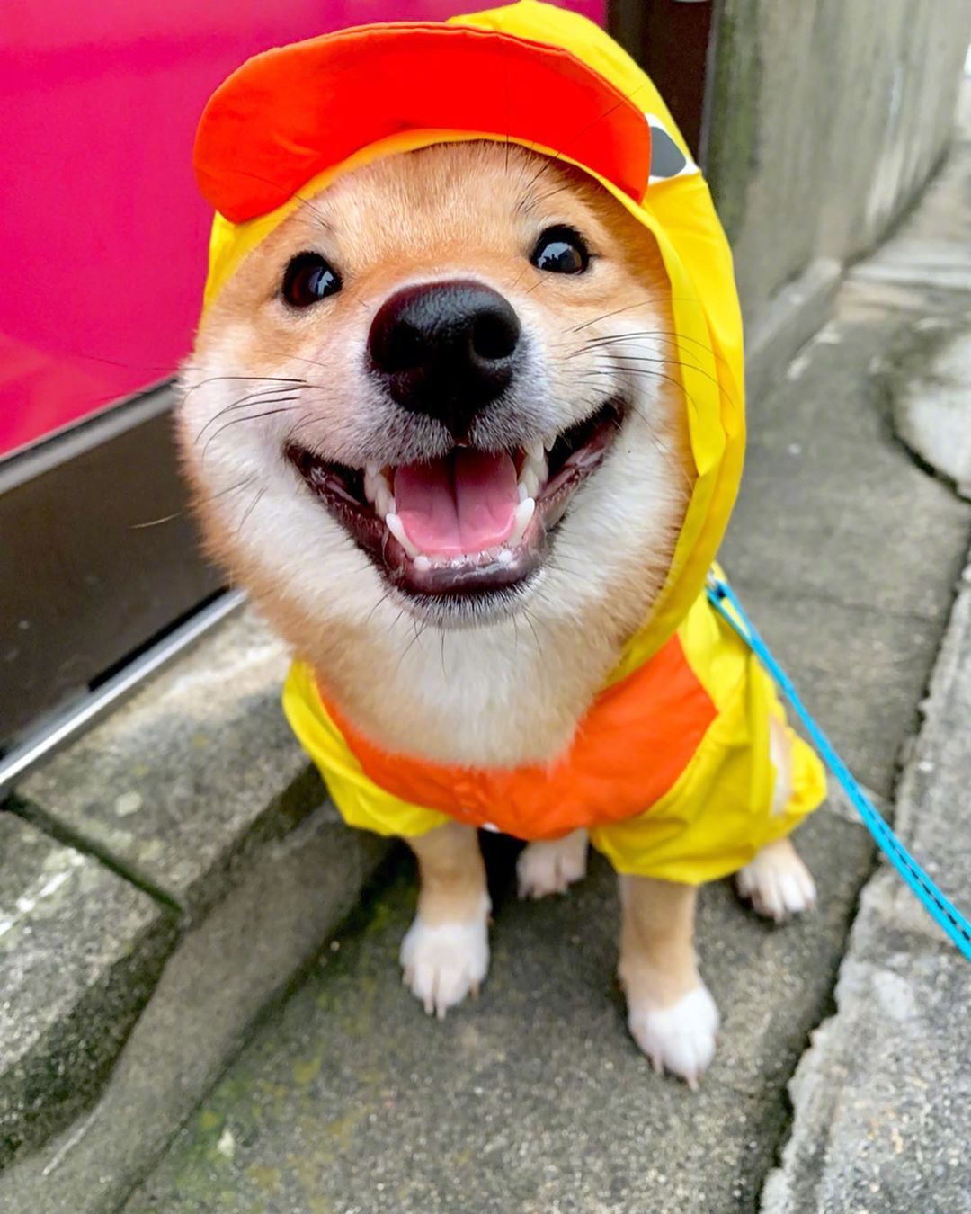 要像小柴狗一样快乐起来,你们说呢 zt