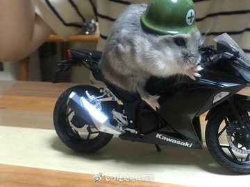 仓鼠履带摩托车图片