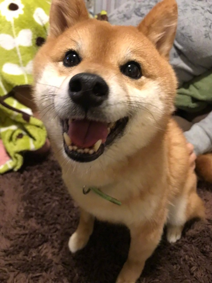 一只总是特别特别开心的柴柴,感觉每天都超级幸福和高兴. zt