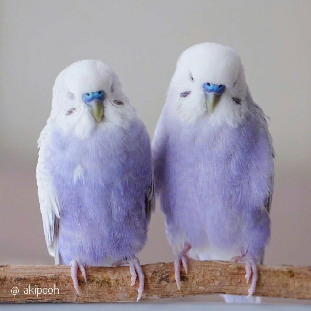 浅紫罗兰虎皮鹦鹉图片