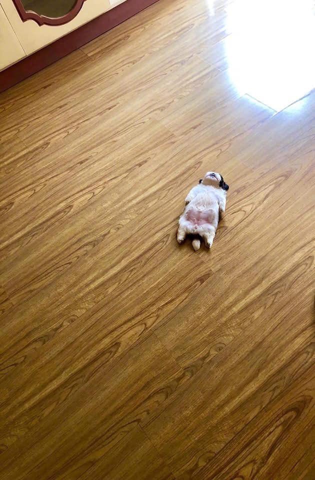 推上一位主人po的自家狗子各种原地瘫倒睡觉的样子,在哪里累了就在