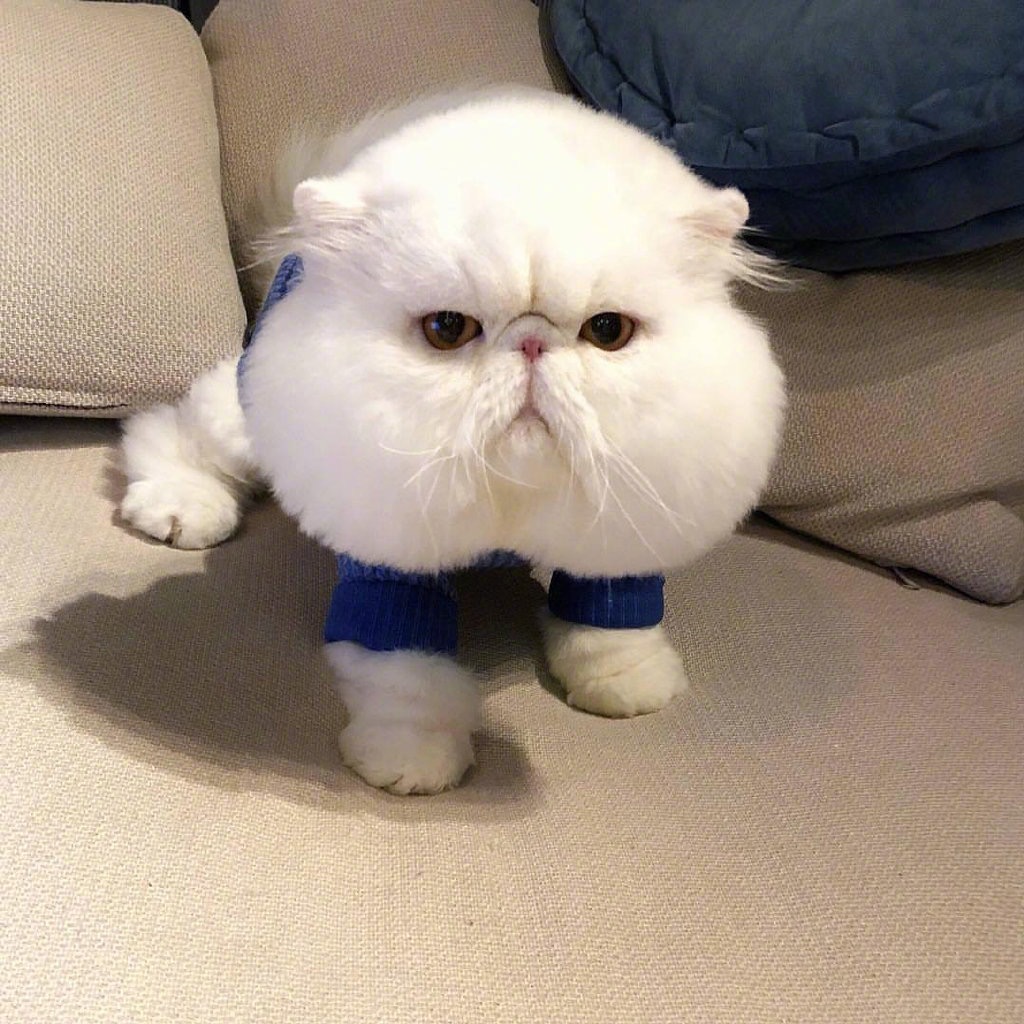 大脸猫也太太太萌了吧! zt