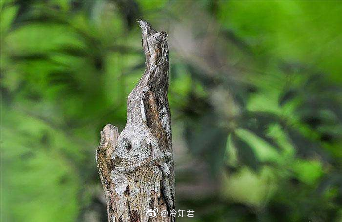 动物界中最会伪装的鸟类——林鸱. zt - 虎扑社区