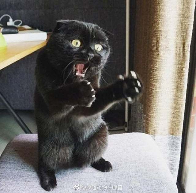 喵星人惊讶的表情,你给几分? zt