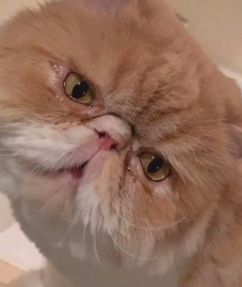 哈哈被吓哭了还要被骂废物被虫子吓哭的猫jrs怎么看zt