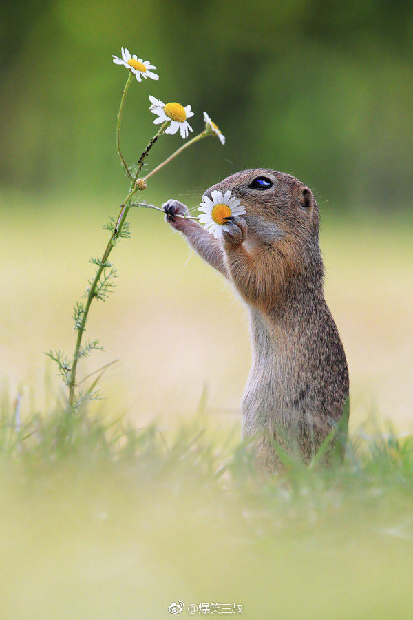 一只小小采花贼敲可爱的zt