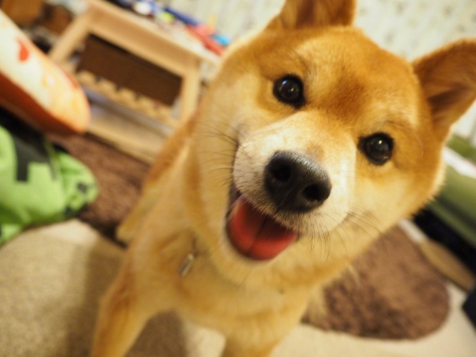 一只总是特别特别开心的柴柴,感觉每天都超级幸福和高兴. zt