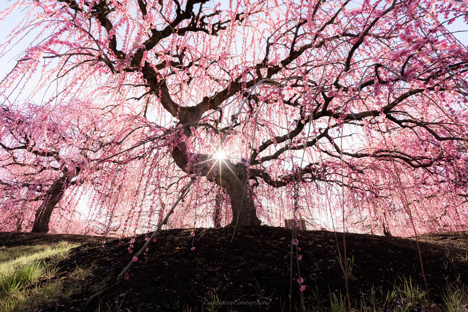 日本摄影师wasabitool镜头下三重铃鹿庭园的"枝垂梅"~ zt