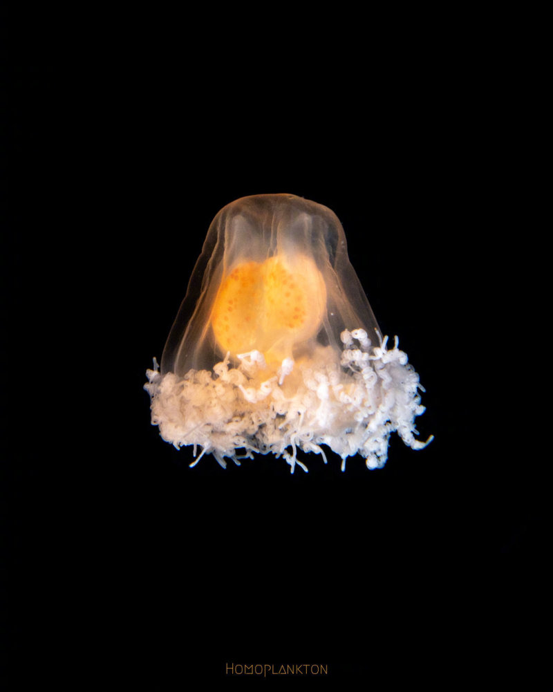 "永生"的灯塔水母,这波重生什么水平? zt