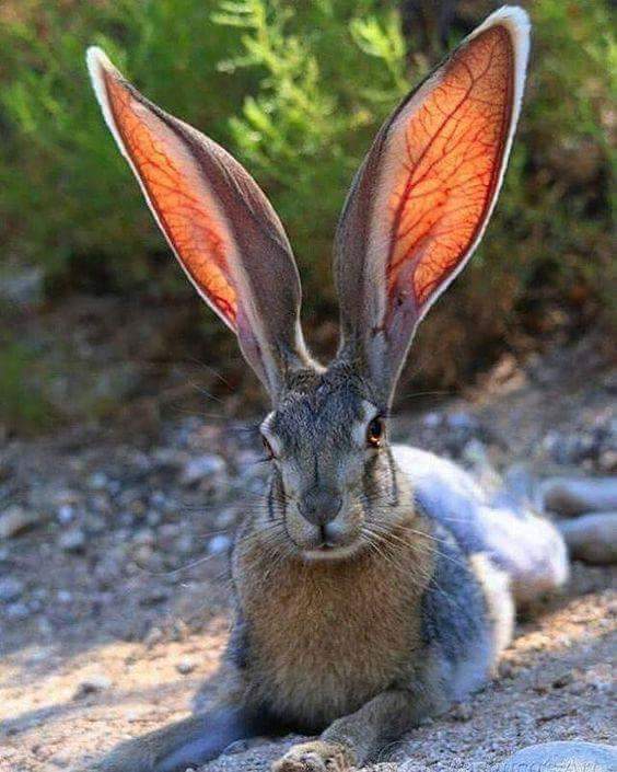 一只羚羊兔,这耳朵什么水平 zt