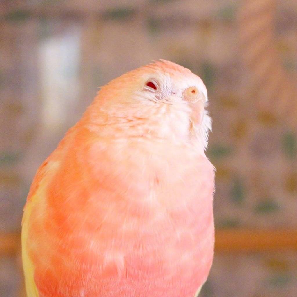 可爱的水蜜桃味的秋草鹦鹉隔着屏幕都想咬一口zt