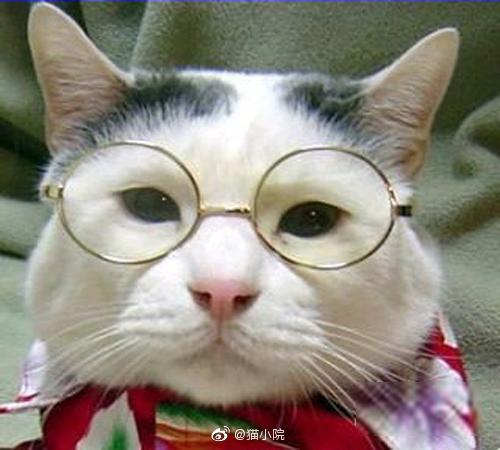 戴眼镜的猫咪,这波你觉得怎么样? zt 