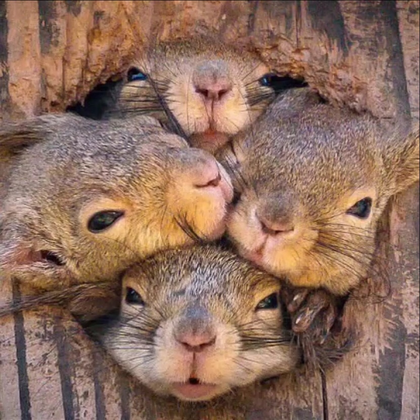 松鼠一家让我看看外面是啥让我也看看zt