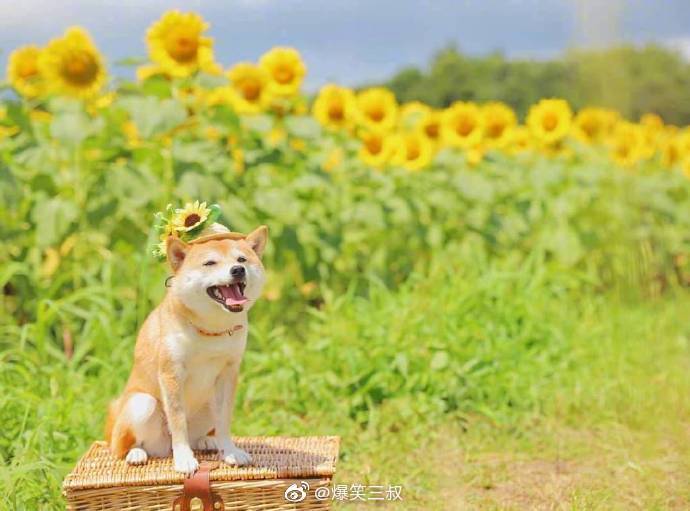 柴犬:阳光与微笑更配哦 zt