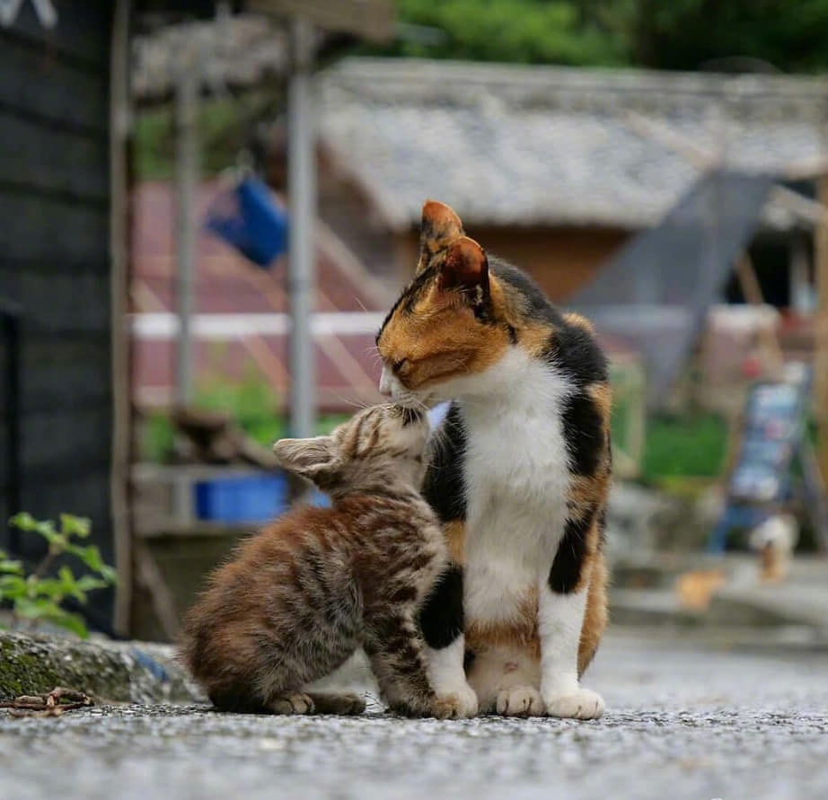 流浪的大猫跟小猫咪,好温馨 zt