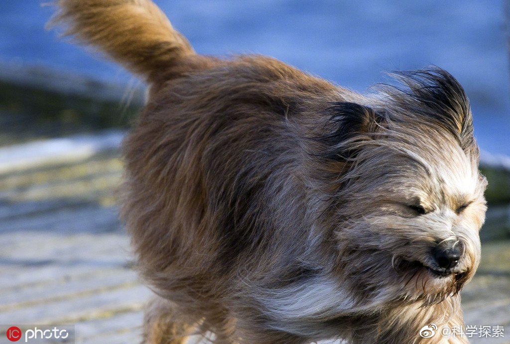 动物也疯狂这几天北京的大风吹的人找不着北jrs怎么看zt