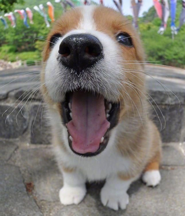 镜头拉近拍到的小汪汪大头照当舔狗不如自己养条狗zt