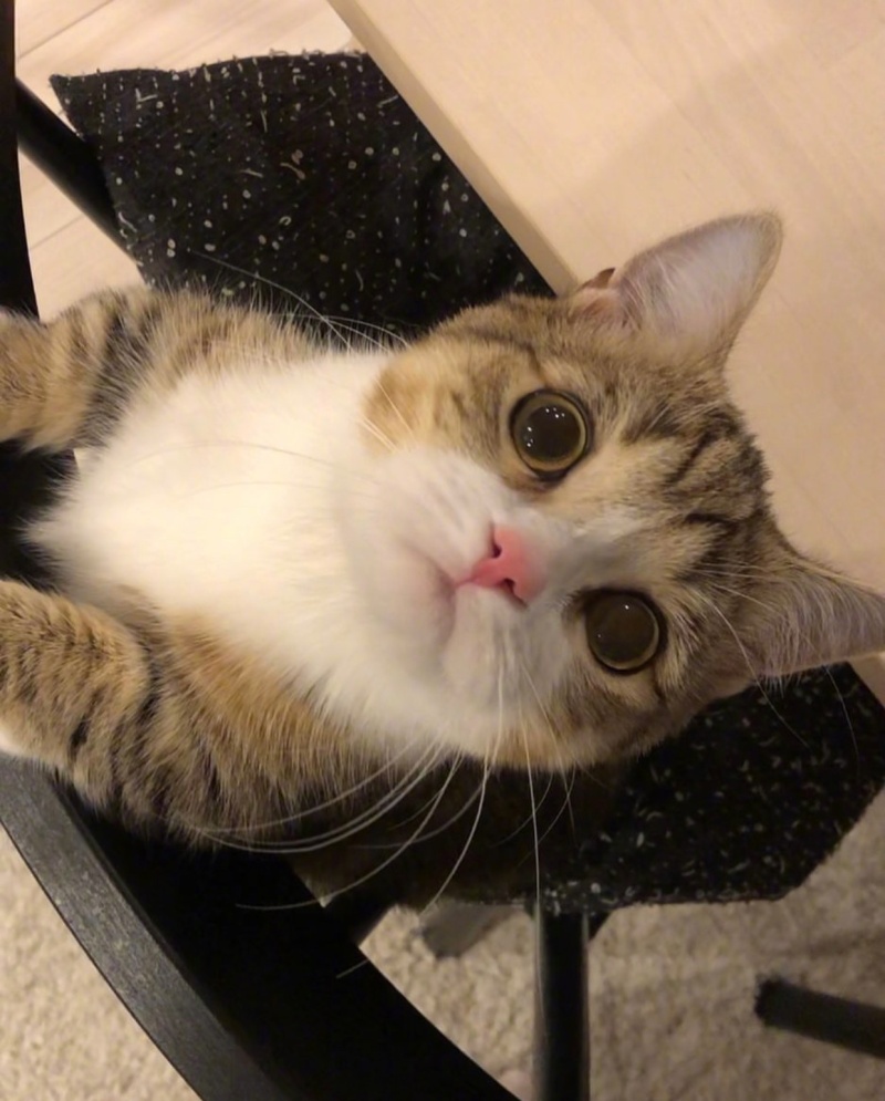 委屈巴巴的表情可爱极了zt 虎扑