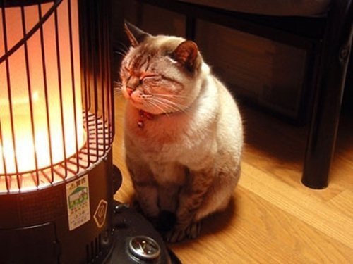 冬天沉迷于烤火的小猫 zt