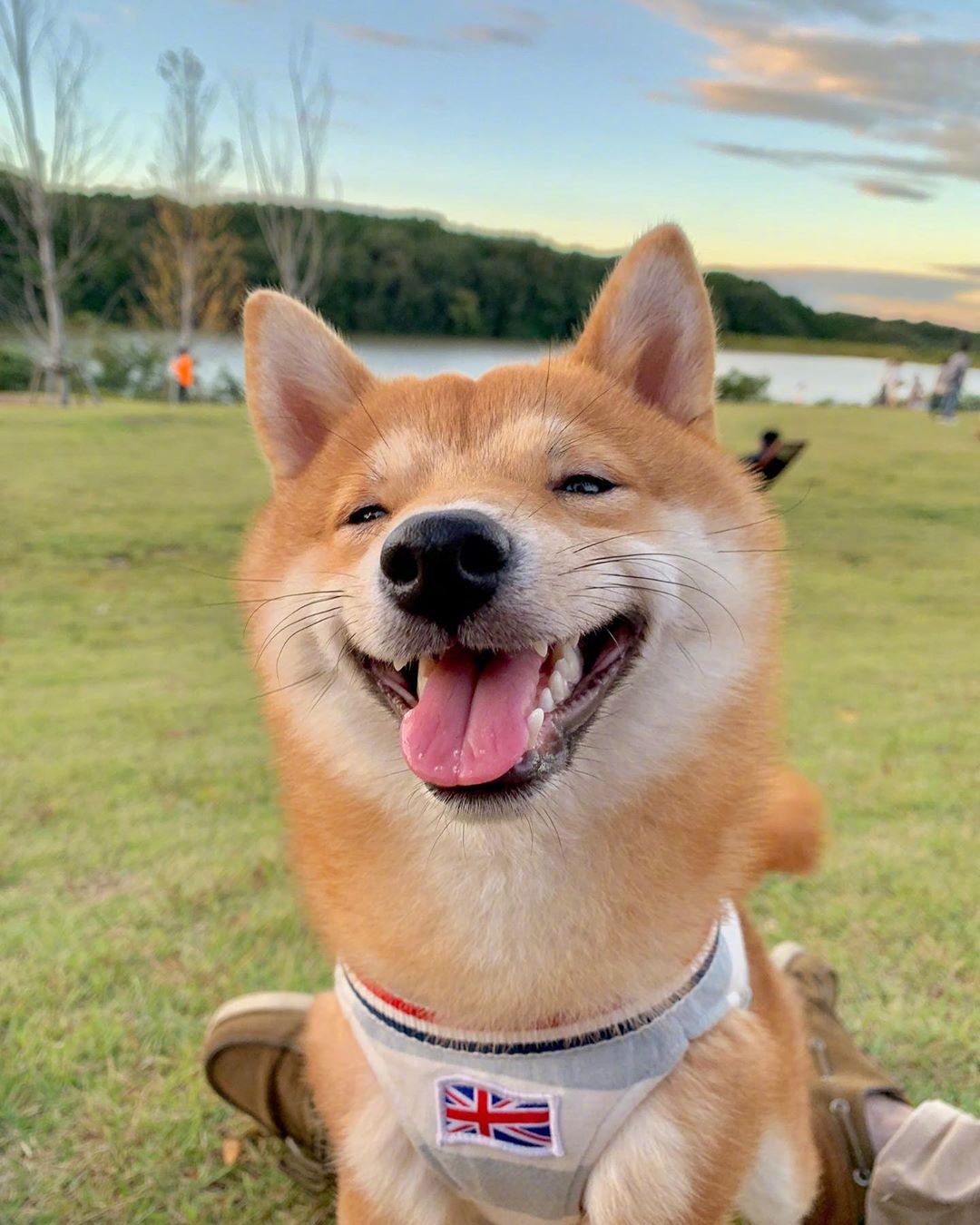 要像小柴狗一样快乐起来,你们说呢 zt