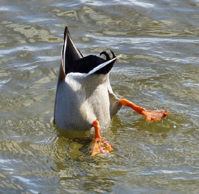 抓鱼时候的鸭,屁股真的是翘上天了 zt
