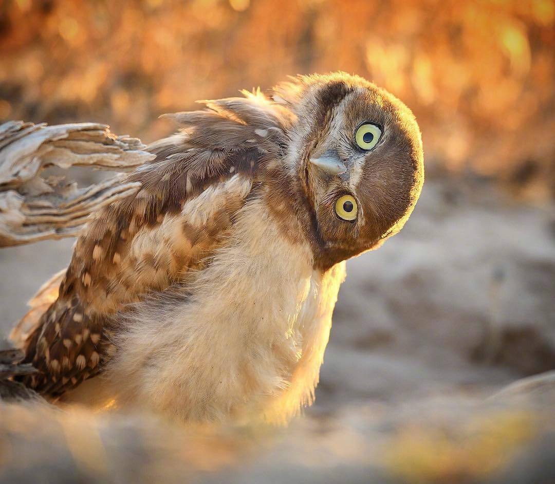 猫头鹰的歪头杀太可爱了吧zt