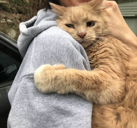 要抱抱的小猫咪zt
