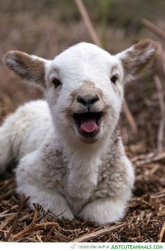 会笑的meme界网红羊zt