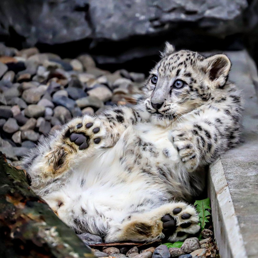 雪豹崽子翻肚肚,居然也有点可爱 zt
