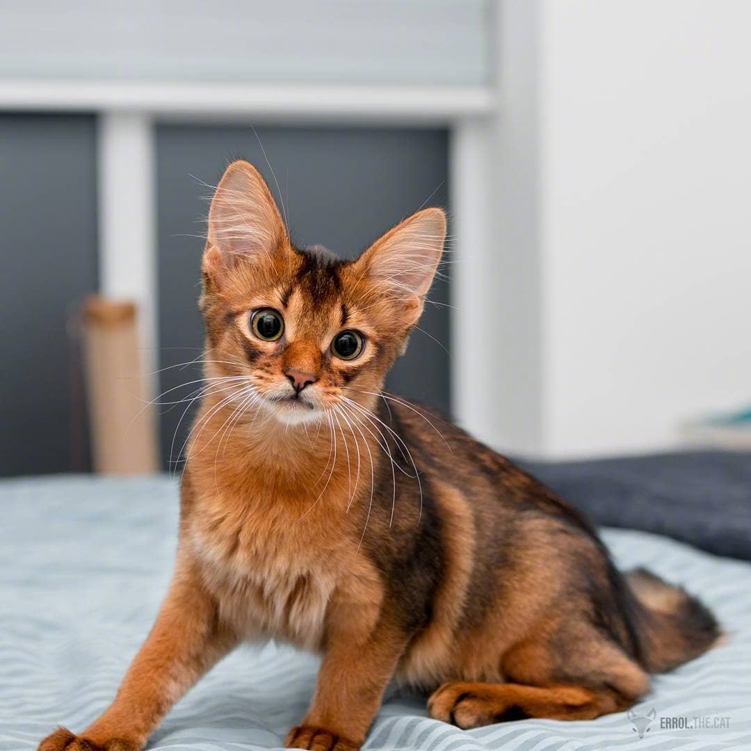 这是什么猫,也太好看了吧 zt