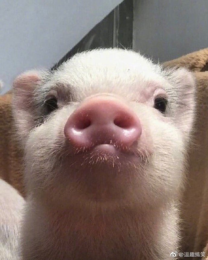 这只可爱的小猪怎么样,各位点评一下 zt