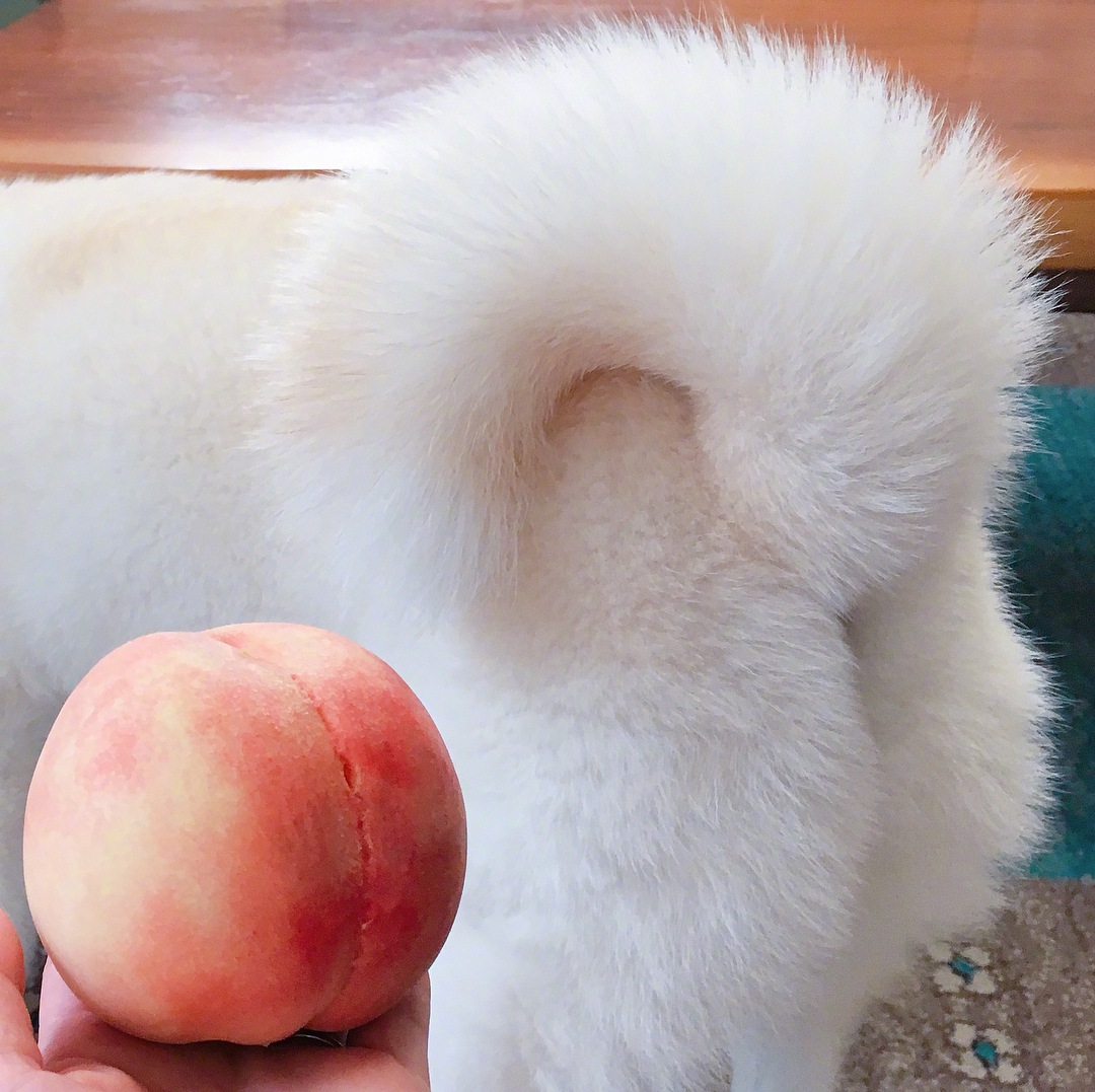 白柴有着憨憨的后脑勺和蜜桃臀zt