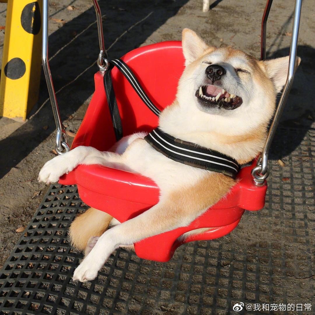 网友表示自家的柴柴荡秋千的时候就特别享受治愈zt