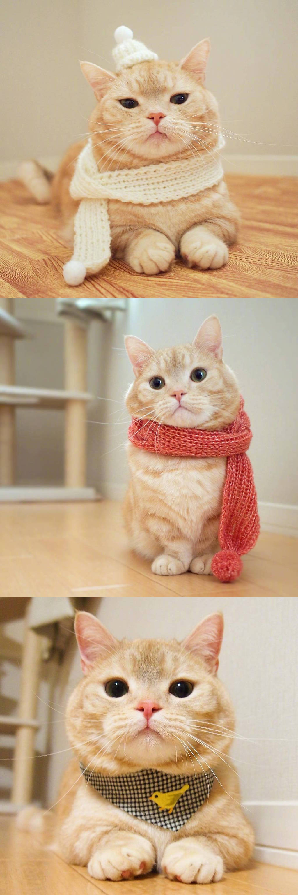 对小橘猫真是没什么抵抗力萌翻zt