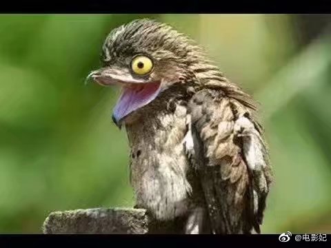 猫头鹰的雏鸟形态感觉这神态可以组成一套表情包zt